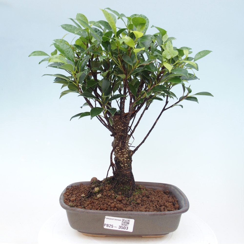 Pokój bonsai - Ficus retusa - figowiec drobnolistny