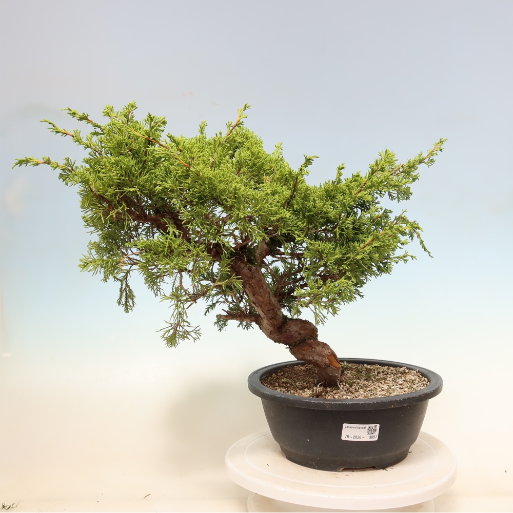 Bonsai ogrodowe – Juniperus chinensis Itoigawa – jałowiec chiński