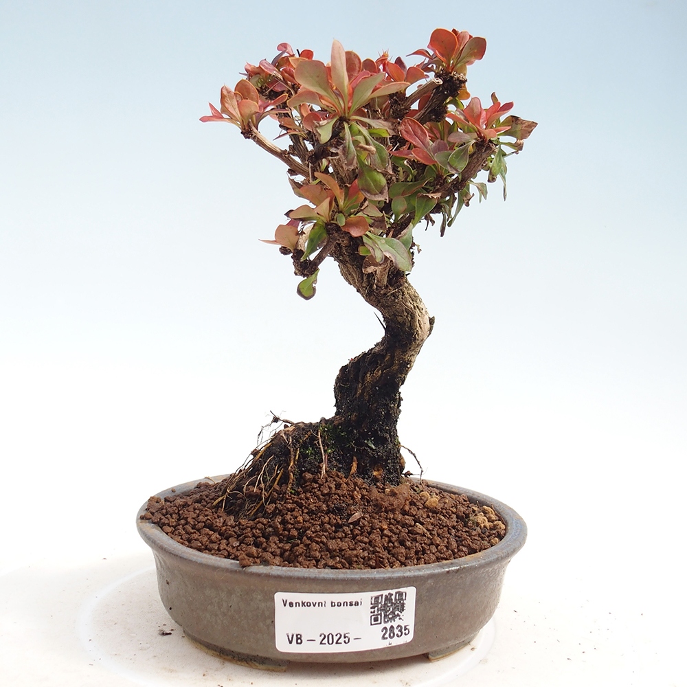 Bonsai zewnętrzne - Berberis Thunbergii Bagatelle