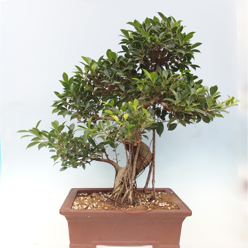 Bonsai pokojowe - Ficus kimmen - figowiec drobnolistny - WYŁĄCZNIE ODBIÓR OSOBISTY lub transport paletowy