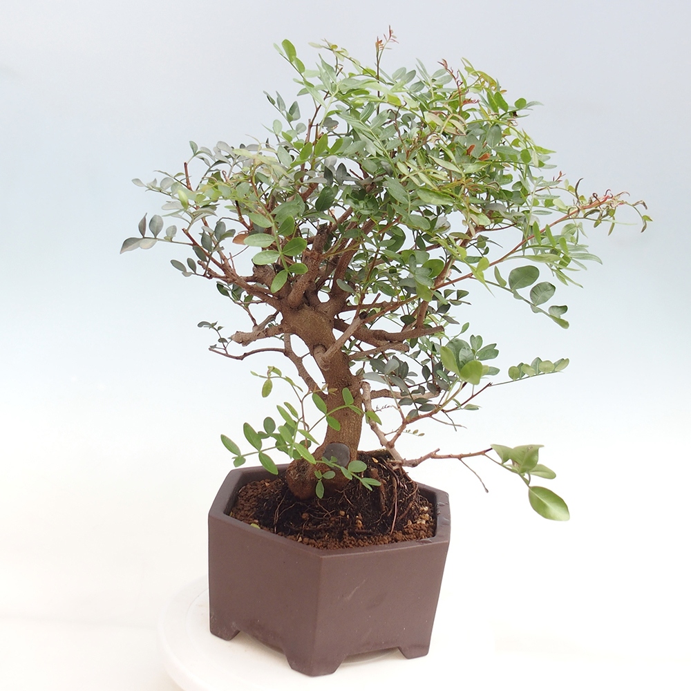 Bonsai pokojowe - Pistacja
