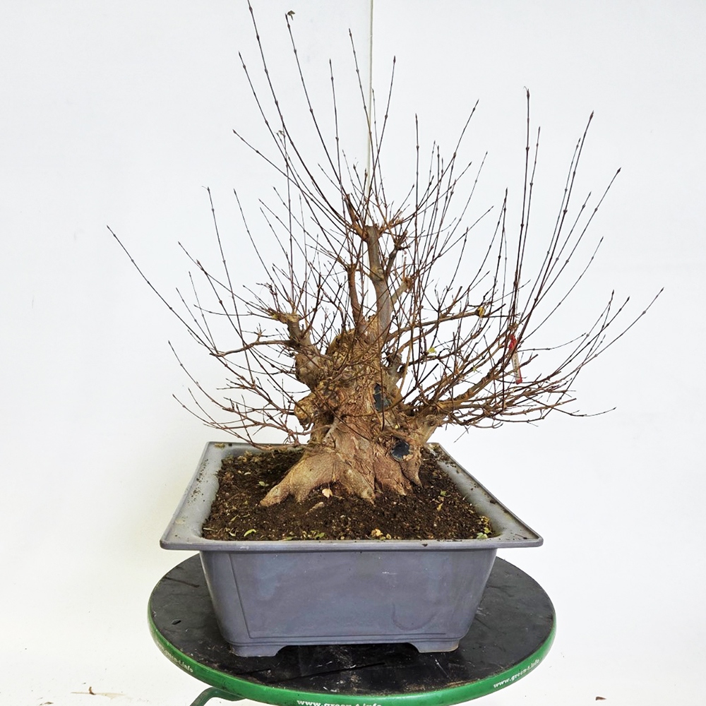 Klon bonsai na zewnątrz - Acer Burgeriana