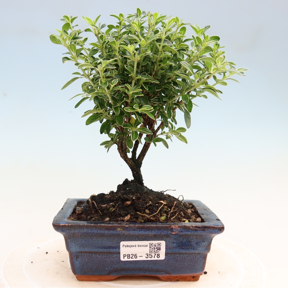 Bonsai pokojowe – Serissa foetida Variegata – Drzewo tysiąca gwiazd