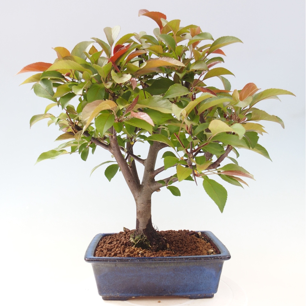 Bonsai zewnętrzne - Malus domowy - Jabłoń czerwonolistna o drobnych owocach