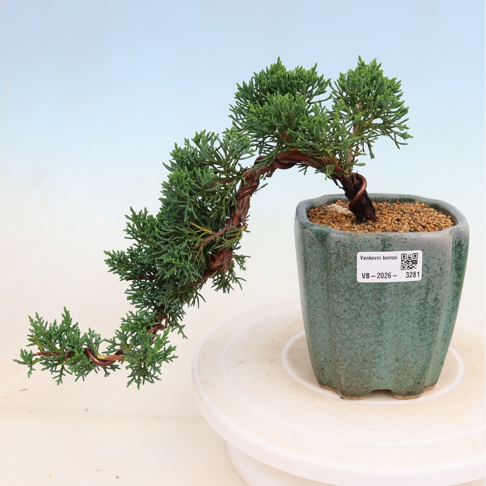 Outdoor bonsai - Juniperus chinensis Kishu