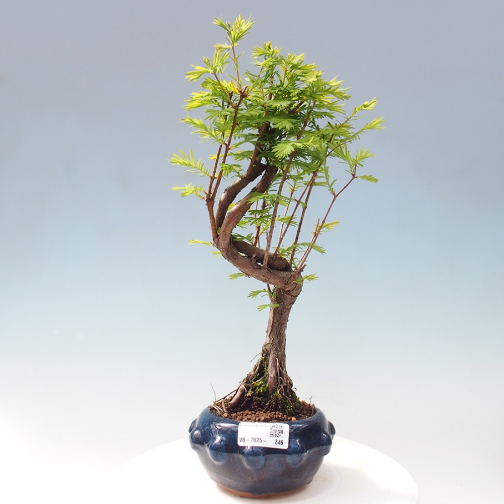 Outdoor bonsai - Metasequoia glyptostroboides - chińskie metasekvoje