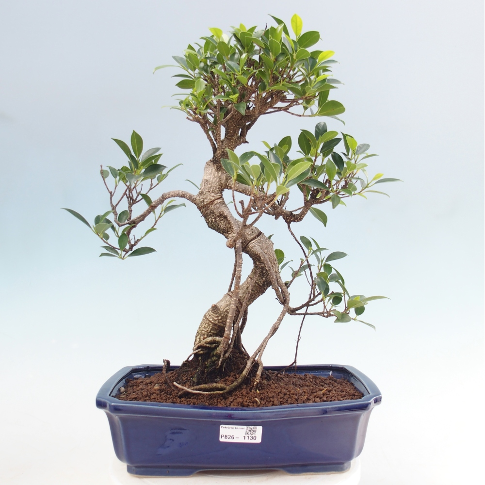 Pokój bonsai - Ficus kimmen - figowiec drobnolistny