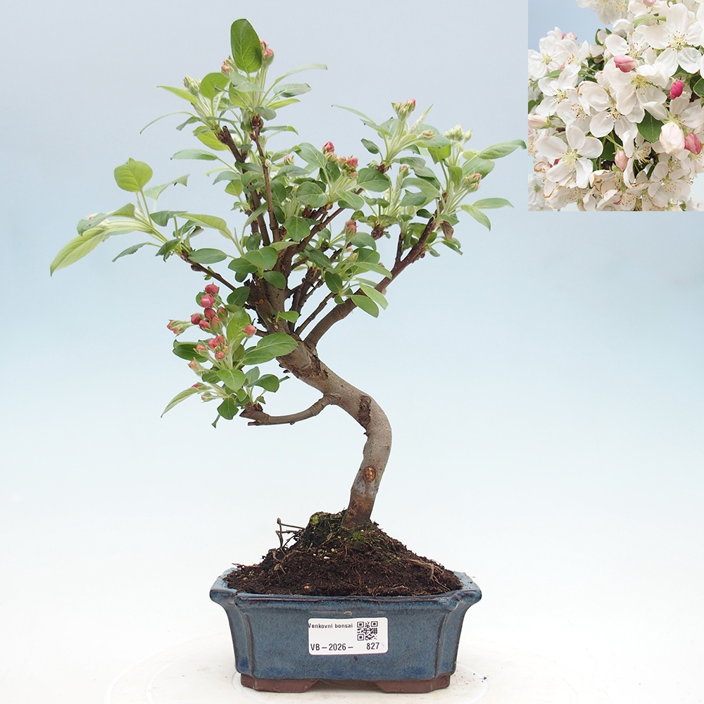 Outdoor bonsai - Malus halliana - Jabłoń drobnoowocowa