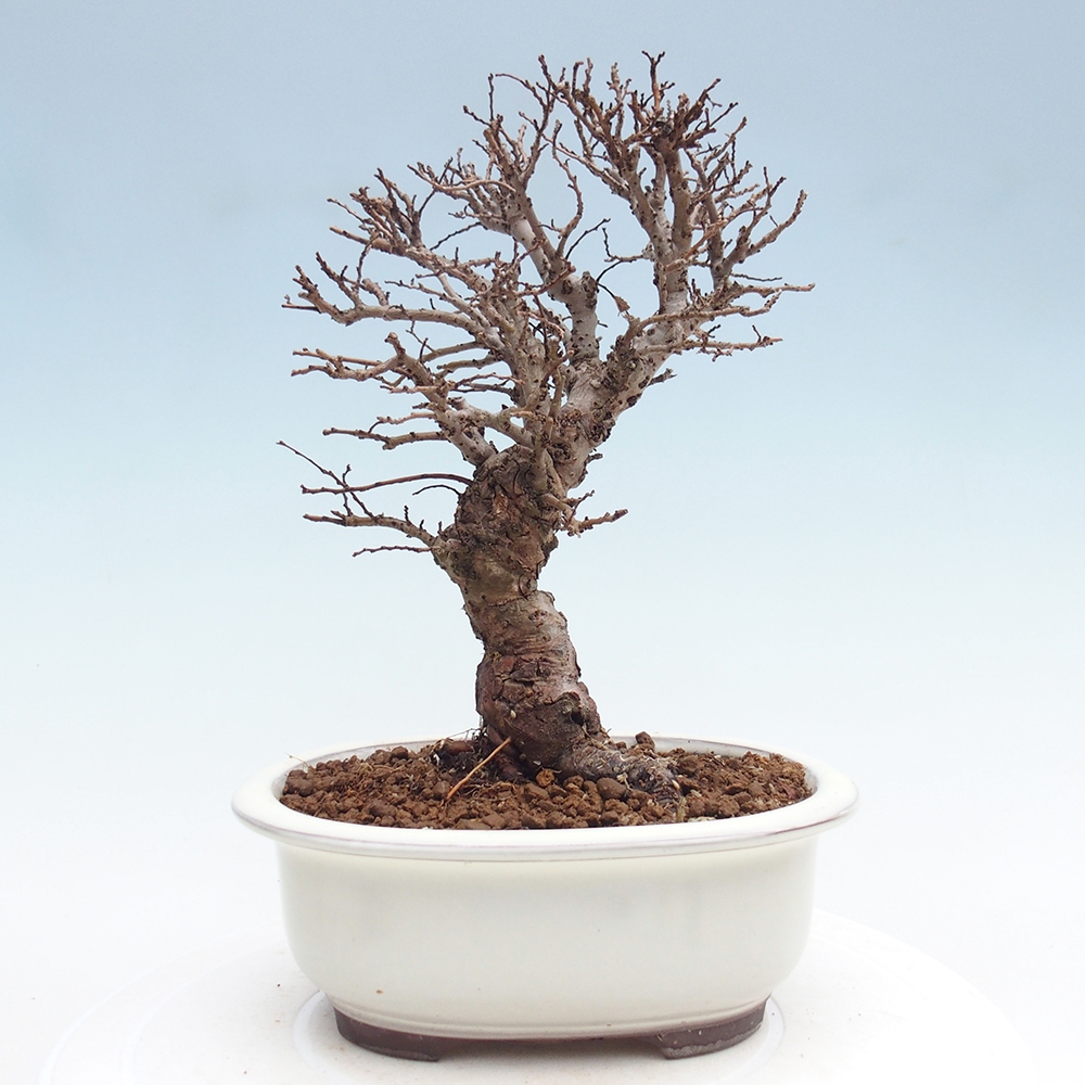 Bonsai zewnętrzne - Zelkova - Zelkova NIRE