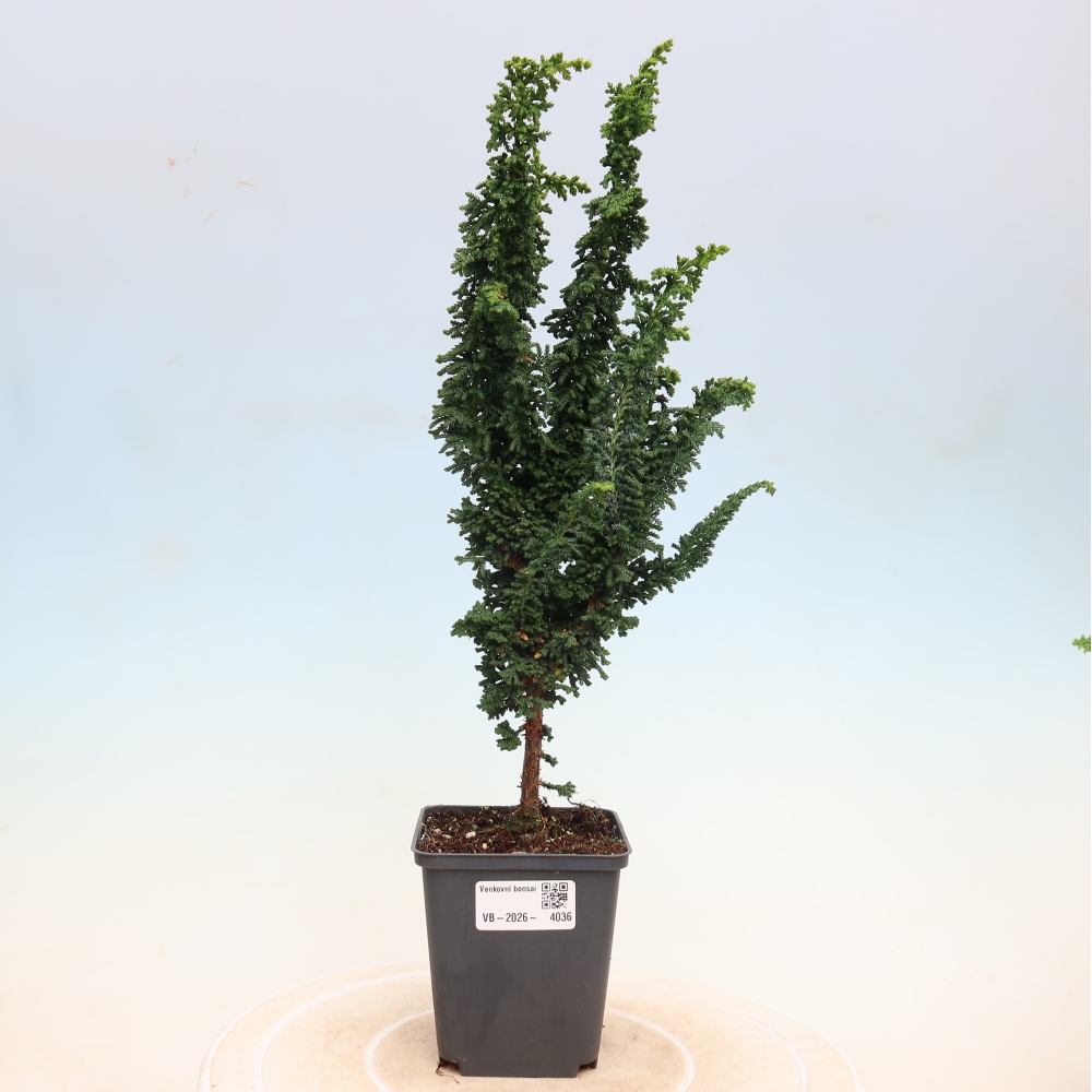 Bonsai zewnętrzne - Cham. obtusa SEKKA HINOKI - Cyprys