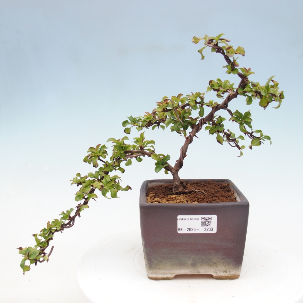 Bonsai zewnętrzne - Chaneomeles s. Red Joy - Pigwa