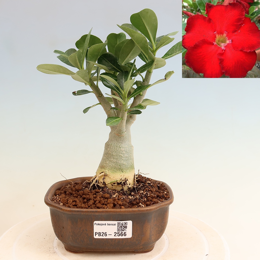 Bonsai pokojowe – Adenium obesum Red Star – Róża pustynna