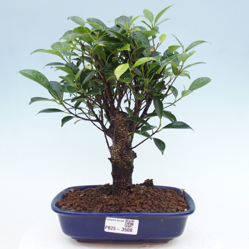 Pokój bonsai - Ficus retusa - figowiec drobnolistny