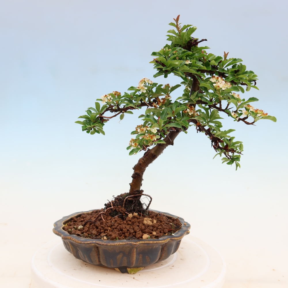 Bonsai ogrodowe – Pyracantha teton – ognik szkarłatny
