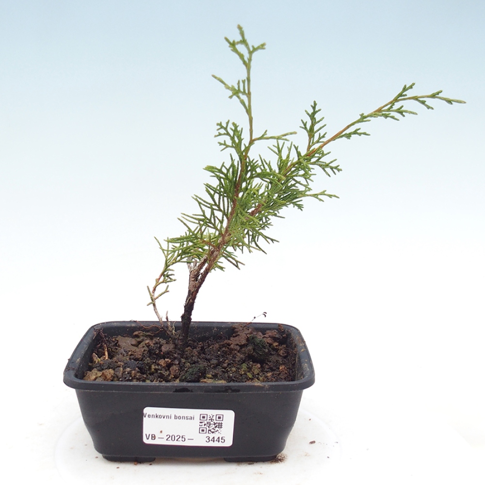 Outdoor bonsai - Juniperus chinensis Itoigawa