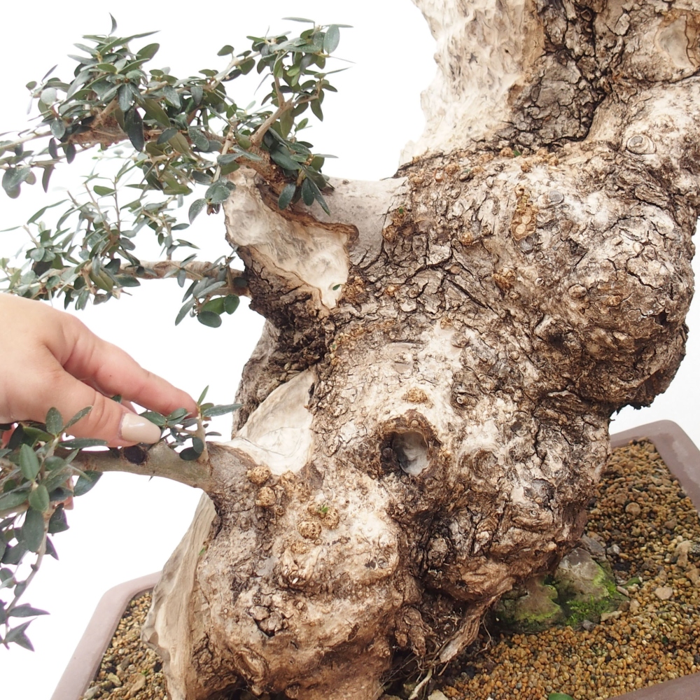Kryte bonsai - Olea europaea sylvestris - Europejska oliwa z małych liści