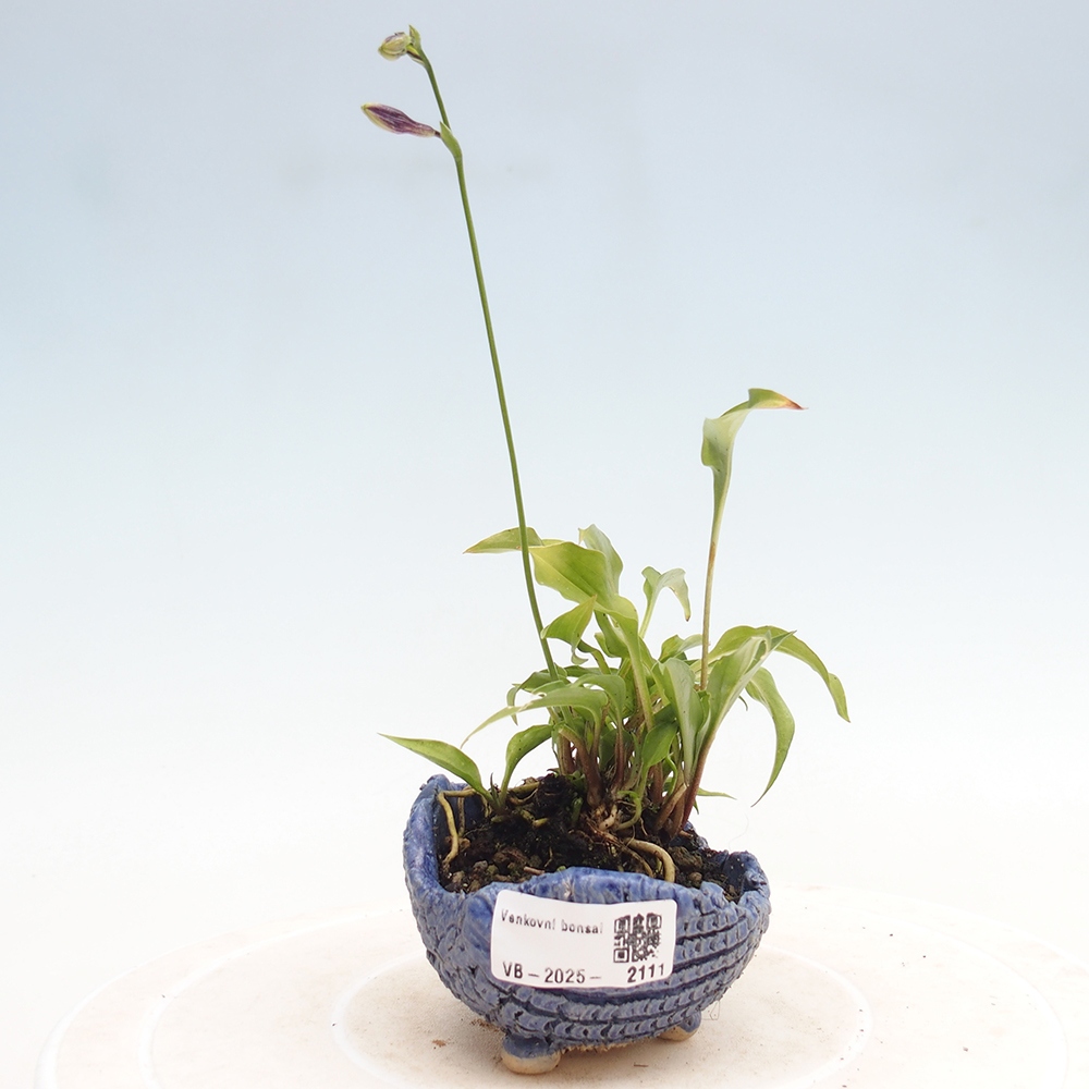 Outdoor bonsai - Mini Hosta - Bogini
