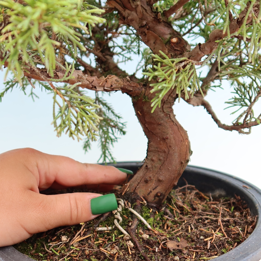 Bonsai ogrodowe – Juniperus chinensis Itoigawa – jałowiec chiński