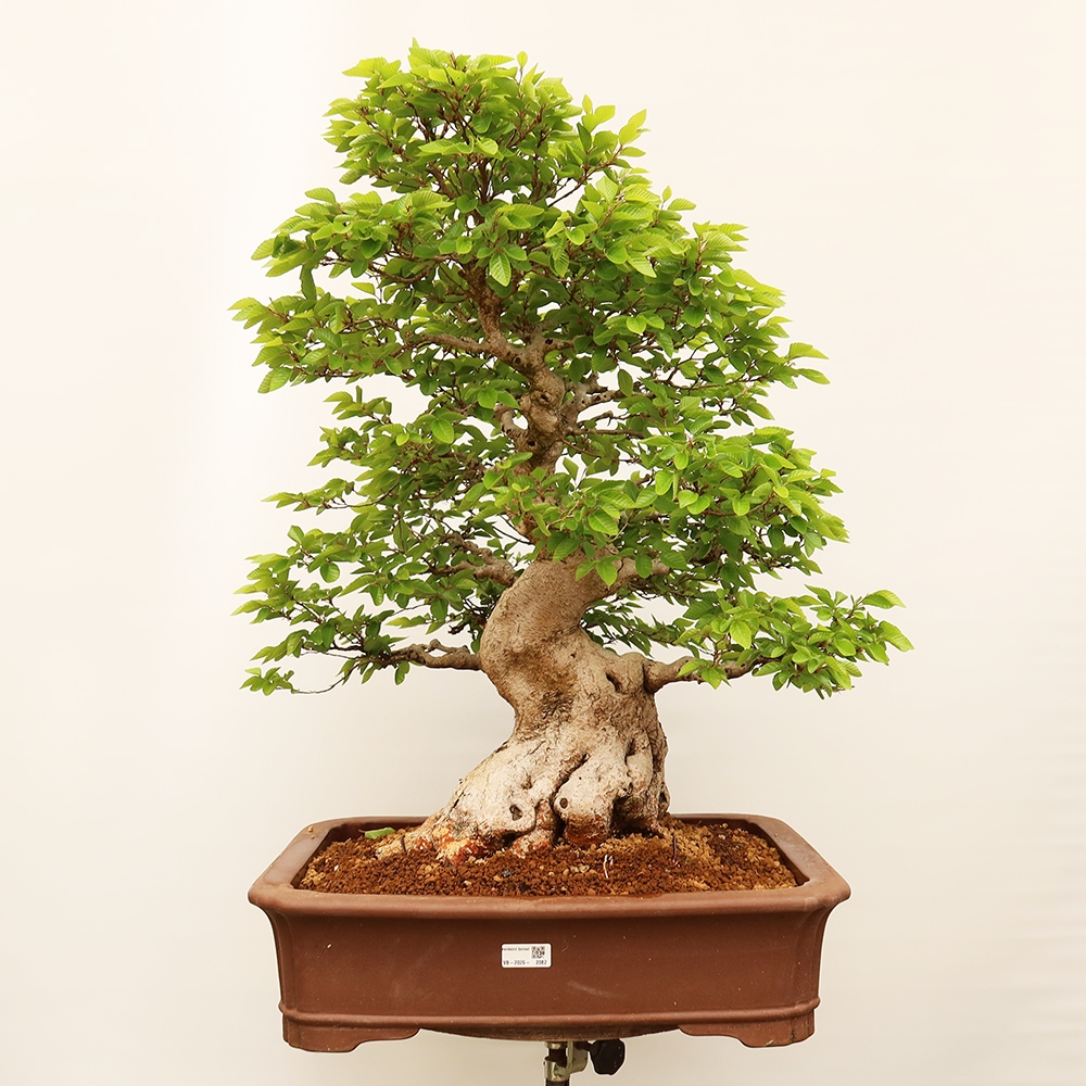 Bonsai plenerowe - Carpinus Coreana - grab koreański