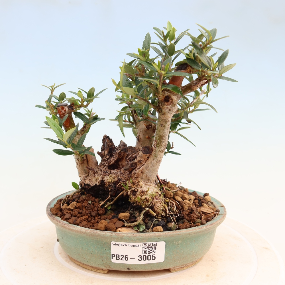 Bonsai do wnętrz - Olea europaea sylvestris