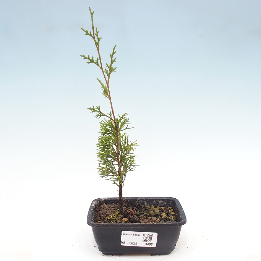 Outdoor bonsai - Juniperus chinensis Itoigawa