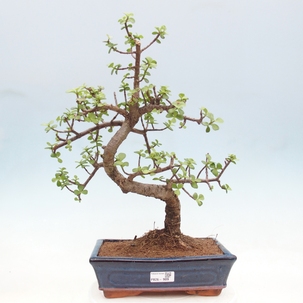 Pokój bonsai - Portulakaria Afra - Tlustice