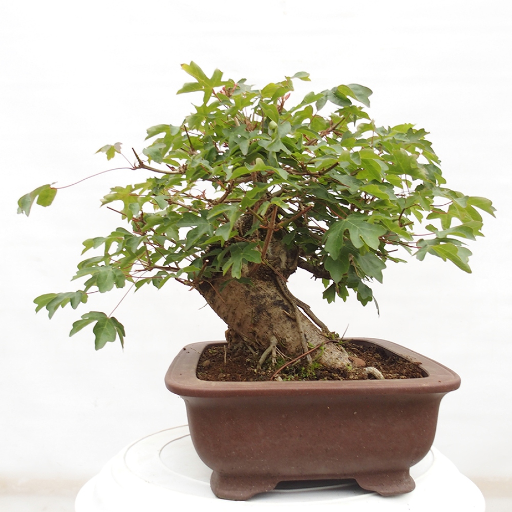 Bonsai zewnętrzne - Klon dziecięcy - Acer campestre