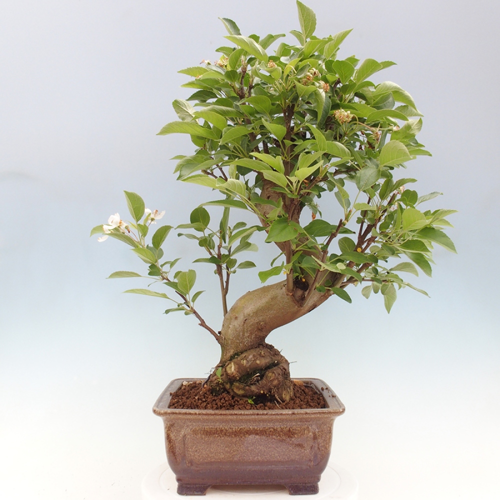 Bonsai plenerowe - Malus Halliana - Jabłoń drobnoowocowa