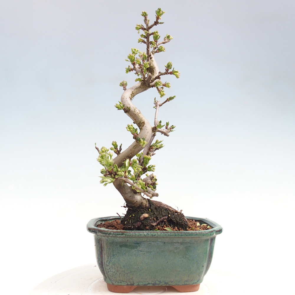 Outdoor bonsai - Malus sargentii - Jabłoń drobnoowocowa