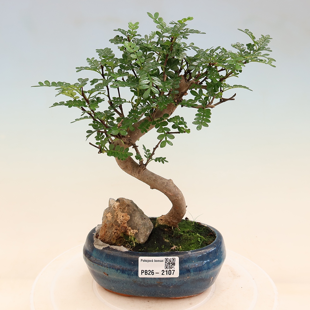 Pokój bonsai - Zantoxylum piperitum - drzewo pieprzowe