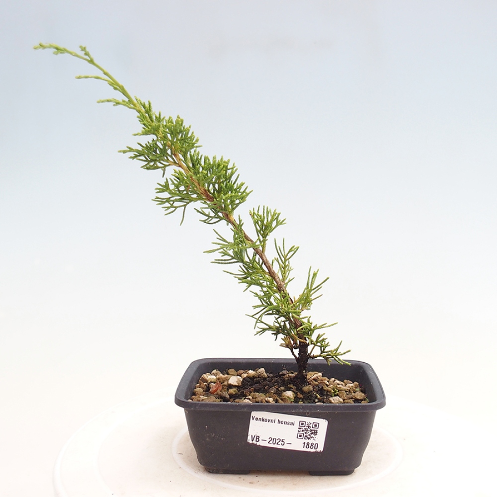 Outdoor bonsai - Juniperus chinensis Itoigawa - Jałowiec chiński