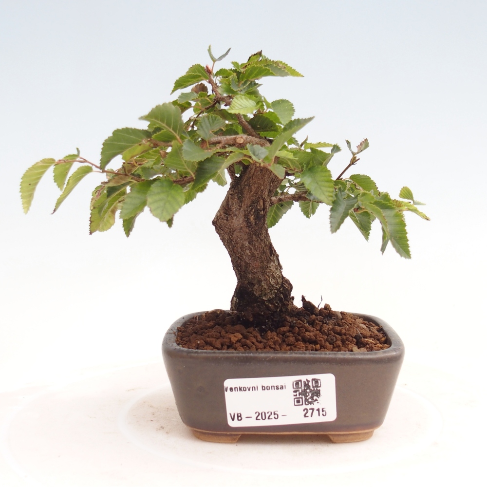 Na zewnątrz bonsai-Karpiny KARPINOWE - Koreański Grab