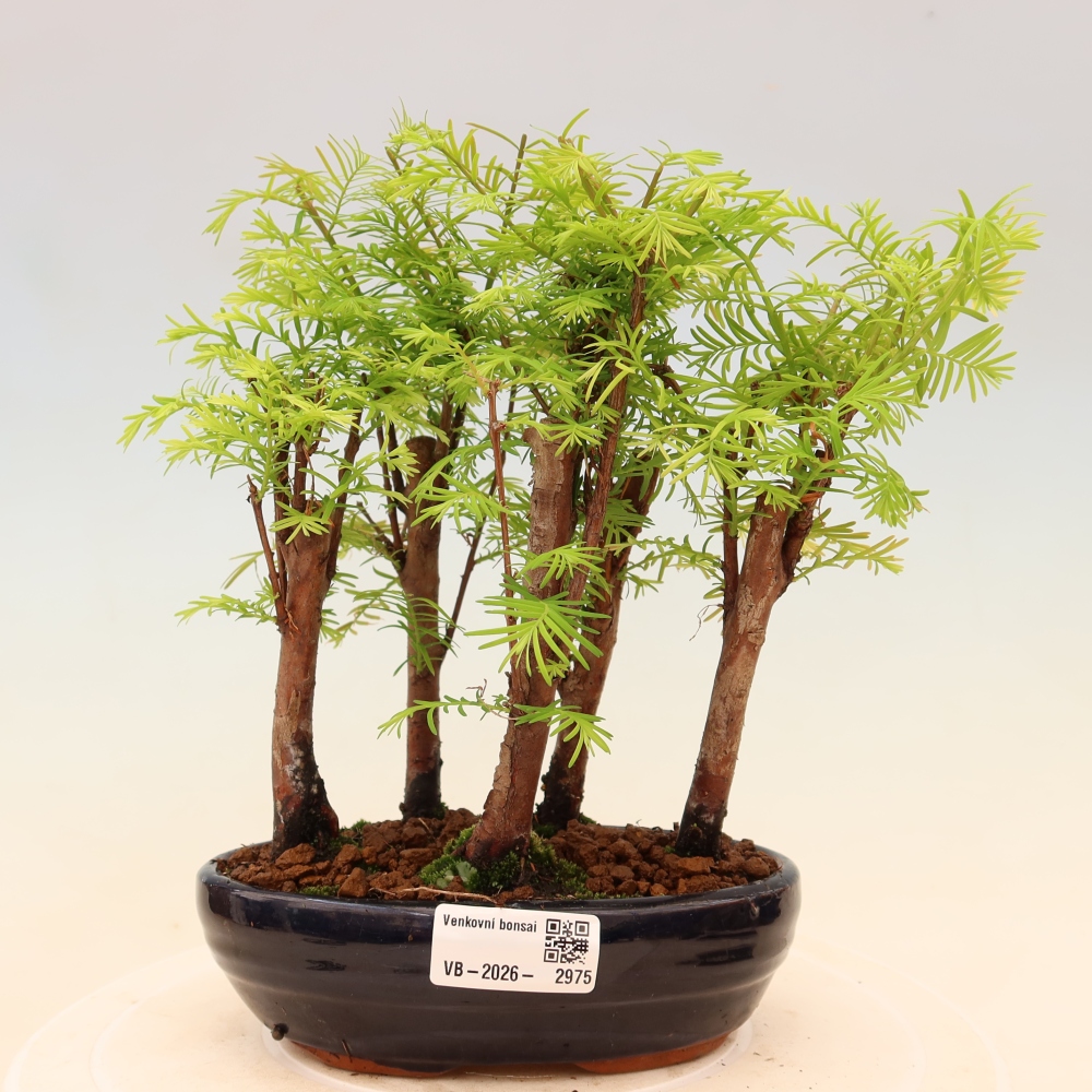 Bonsai ogrodowe – Metasequoia glyptostroboides – metasekwoja chińska – zagajnik