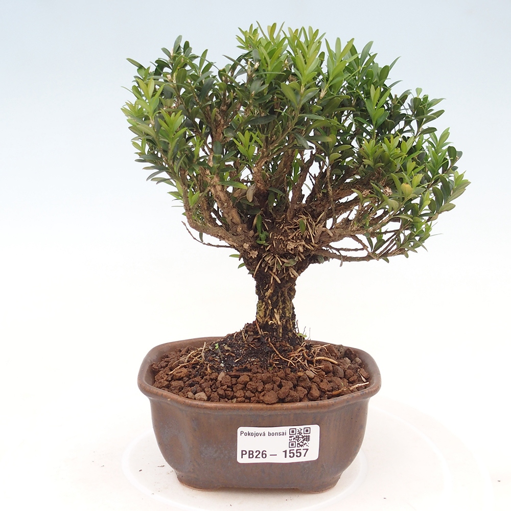 Pokój bonsai - Buxus harlandii - buxus korkowy