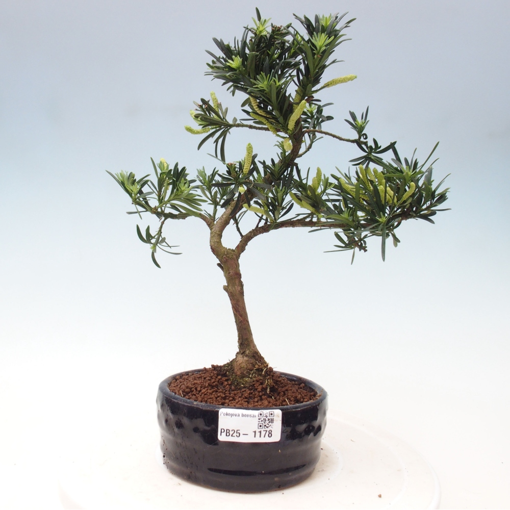 Kryty bonsai - Podocarpus - Kamień tys