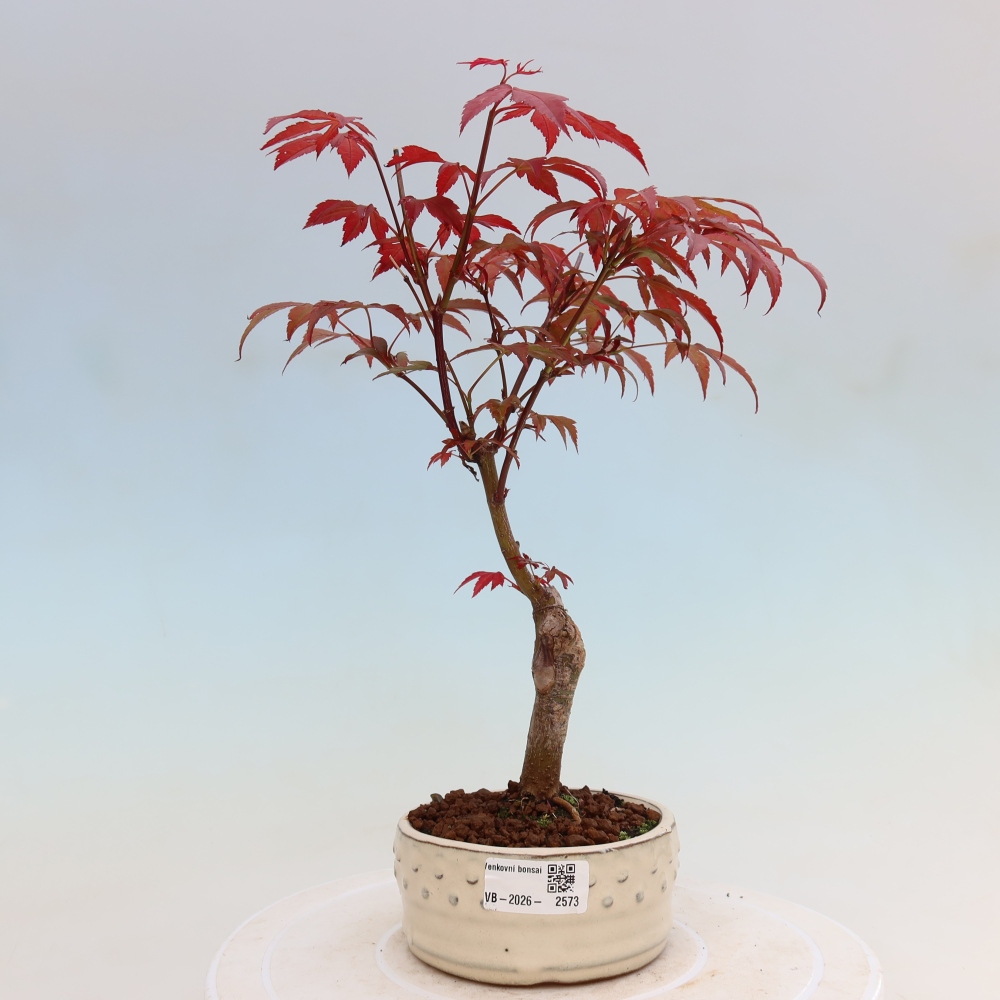 Bonsai na zewnątrz - Palma Acer. Atropurpureum-Javor palmate