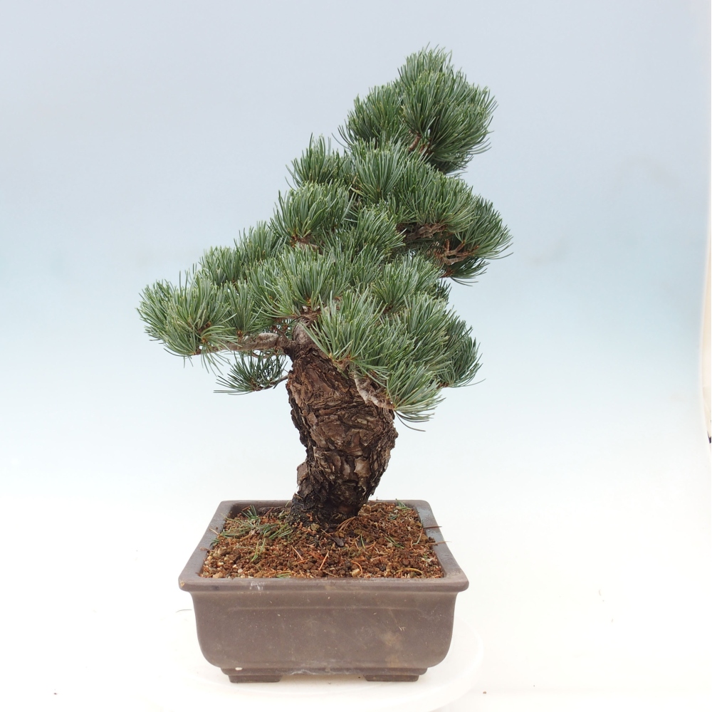 Outdoor bonsai - Pinus parviflora - Mała sosna