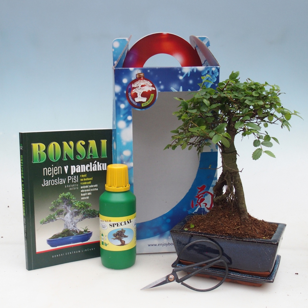 Bonsai pokojowe w pudełku upominkowym
