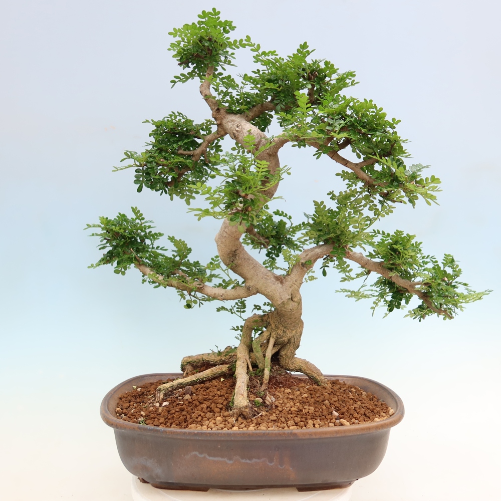 Pokój bonsai - Zantoxylum piperitum - drzewo pieprzowe