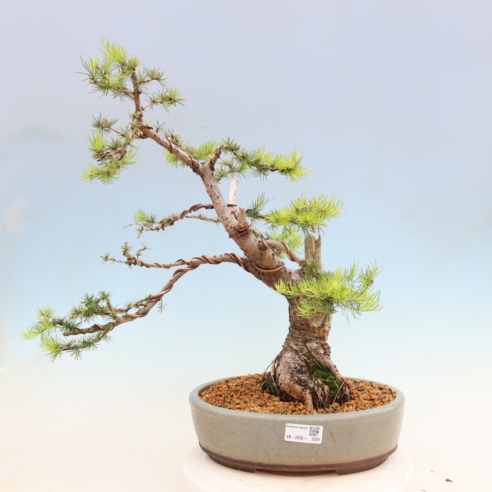 Bonsai zewnętrzne - Larix decidua - Modrzew