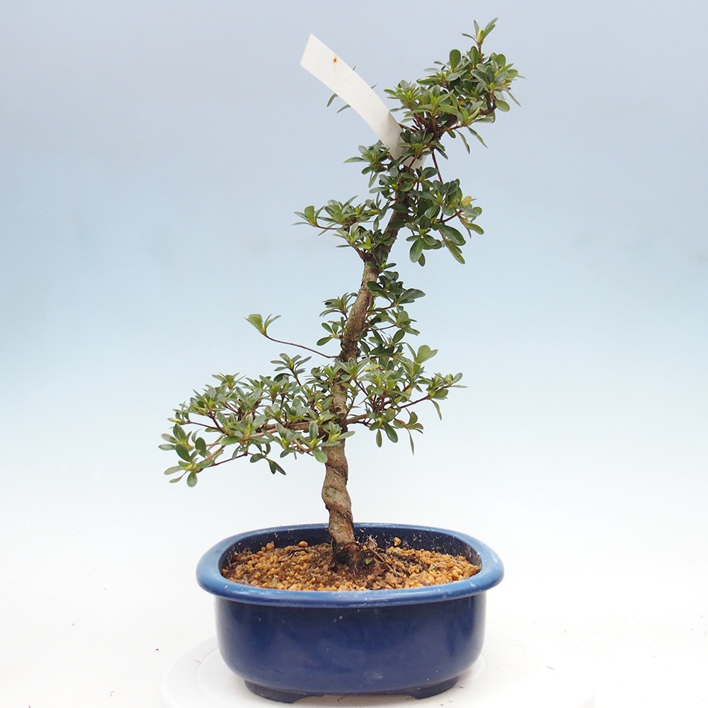 Bonsai zewnętrzne - Azalia japońska - Azalia Asahi-no-izumi