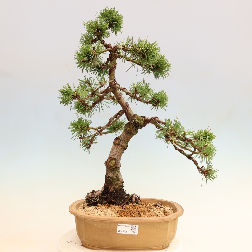 Bonsai ogrodowe – Pinus mugo Humpy – sosna karłowata