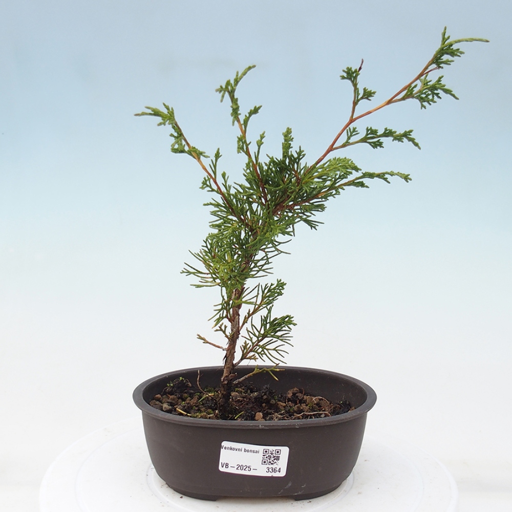 Outdoor bonsai - Juniperus chinensis Itoigawa - Jałowiec chiński