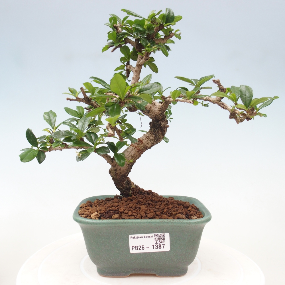 Bonsai pokojowe - Carmona macrophylla - Tea fuki