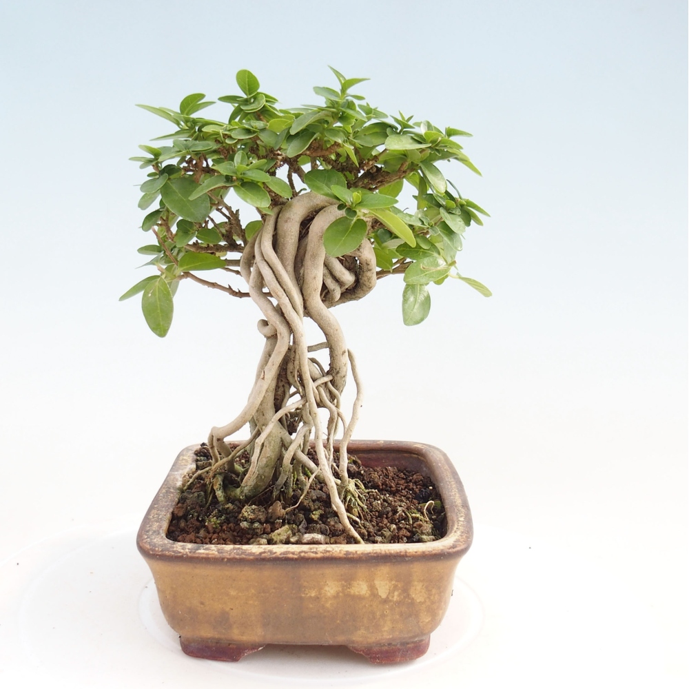 Bonsai wewnętrzne - Premna serratifolia - Kozlovon drobnolistny