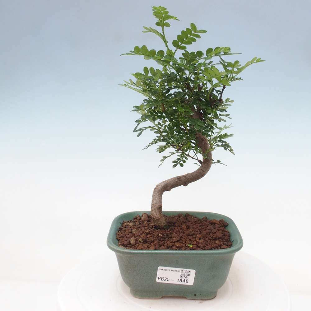 Kryty bonsai - Zantoxylum piperitum - Mięta pieprzowa