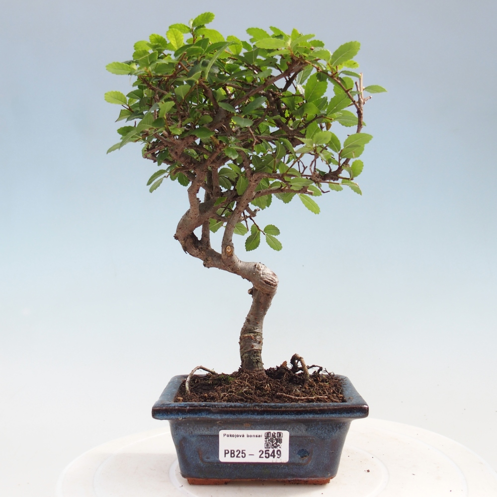 Kryty bonsai - Ulmus parvifolia - Wiąz mały liść