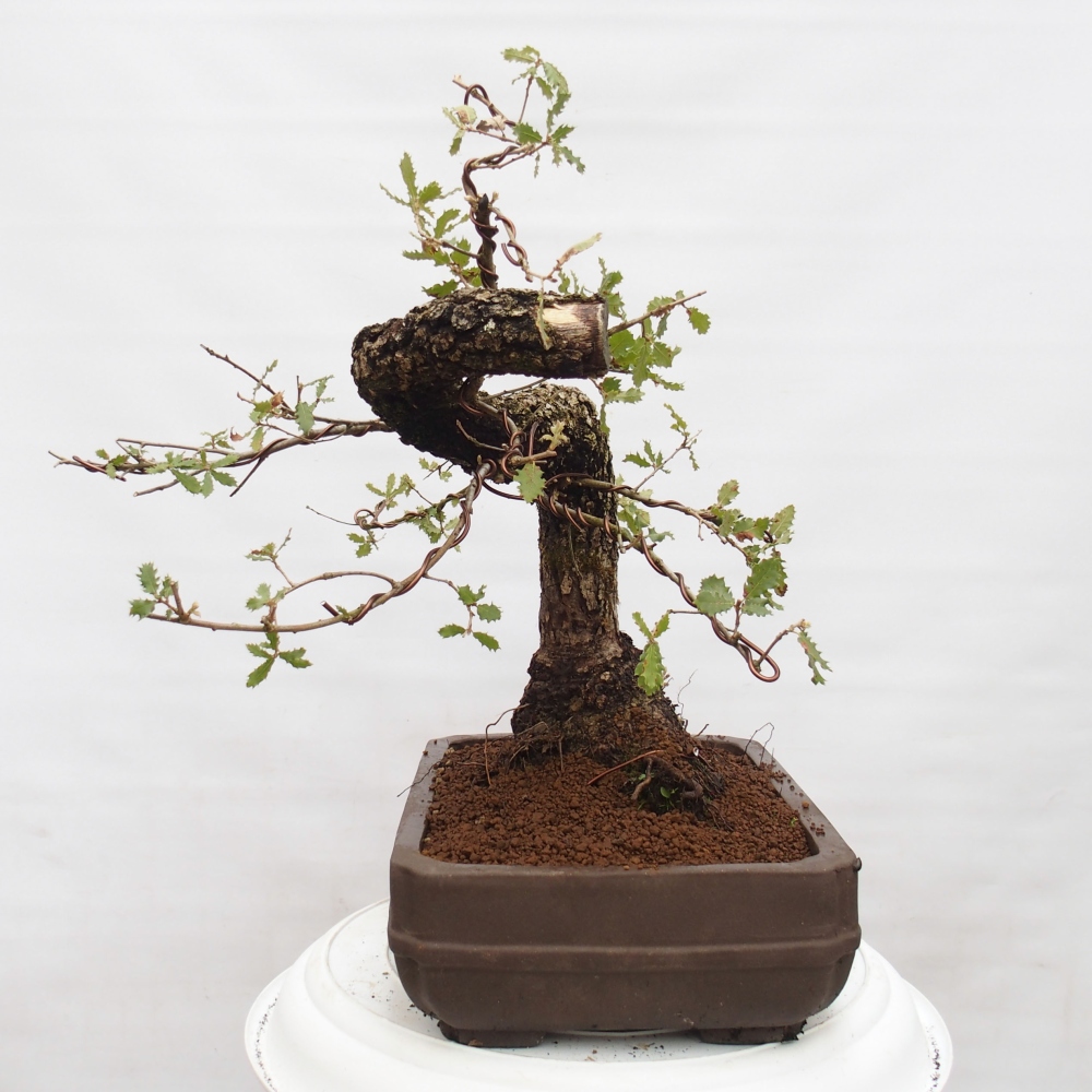 Yamadori - Quercus Ilex - Dąb ostrokrzewowy