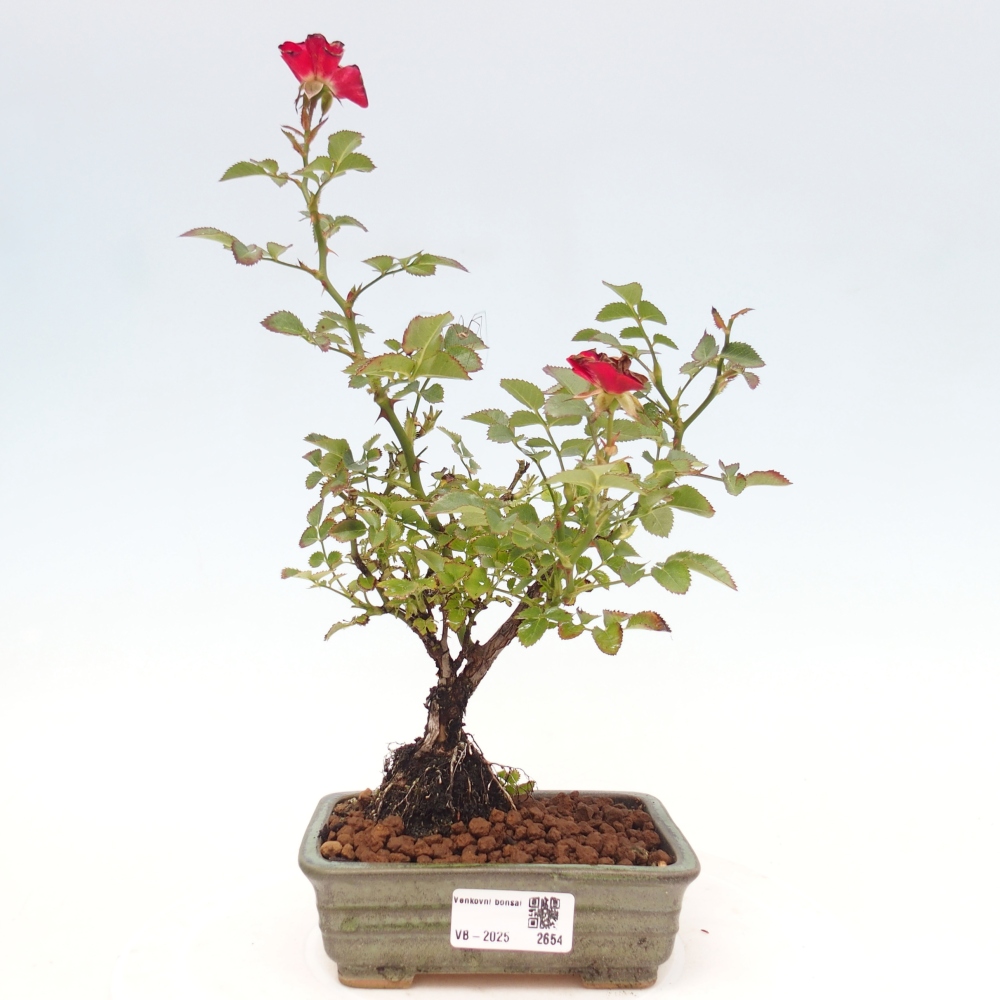 Bonsai na zewnątrz - Rosa Kordes - róża 