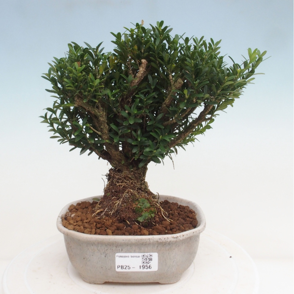 Bonsai pokojowe - Buxus harlandii - buxus korkowy